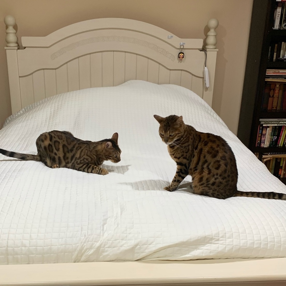 Meet Moe & Joey; @Leiaslounge’s cats